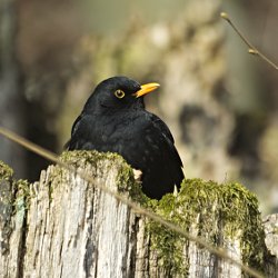 Amsel Männchen auf Baumstrunk