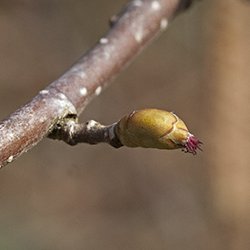 Weibliche Haselblüte