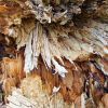 Bruchstelle vom Sturm gefällter Baum