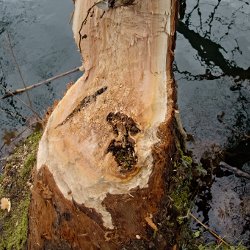 Bruchstelle vom Biber gefällter Baum