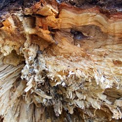 Bruchstelle vom Sturm gefällter Baum