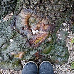 Vor einem Baum