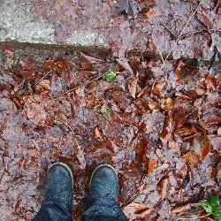 Auf einer laubbedeckten Treppe