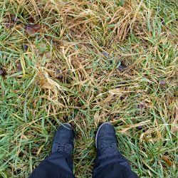 Im hohen Gras
