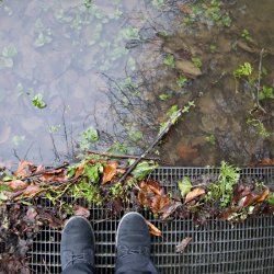 Beim Teich