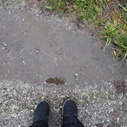 Vor einer Pfütze mit Regenwürmern
