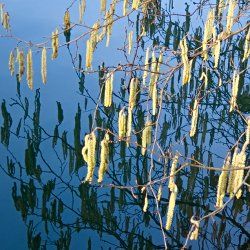 Haselkätzchen hängen über dem See