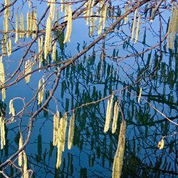 Haselkätzchen hängen über dem See