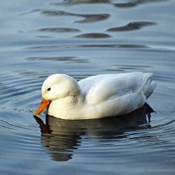 Pekingente auf dem Wasser im Sonnenschein