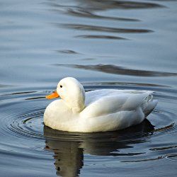 Pekingente auf dem Wasser im Sonnenschein