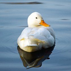 Pekingente auf dem Wasser im Sonnenschein