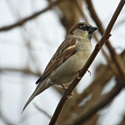 Spatz auf Ast von kahlem Baum