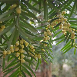 Eibenast mit Knospen