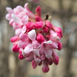 Blüten