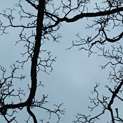 Kahle Äste im Himmel