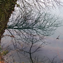 Kahle Äste spiegeln sich im See