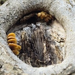Pilze im Astloch