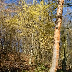 Blühende Hasel am Waldrand