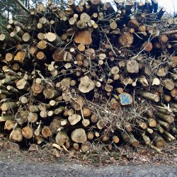 Holzbeige aus Baumstämmen, Ästen und Zweigen