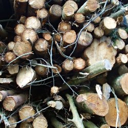 Holzbeige aus Baumstämmen, Ästen und Zweigen Detailansicht