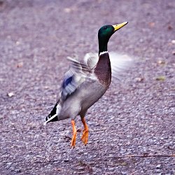 Stockentenerpel setzt zum Abflug an