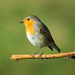 Rotkehlchen auf Ast