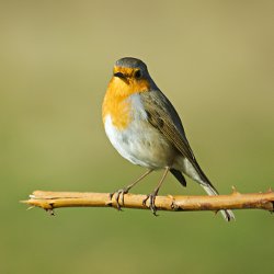 Rotkehlchen auf Ast