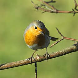 Rotkehlchen auf Ast