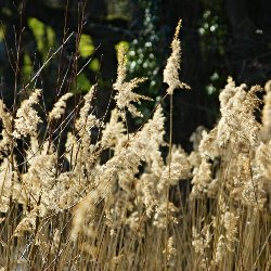 Schilf bei Sonnenschein