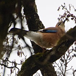 Eichelhäher hoch oben im Baum