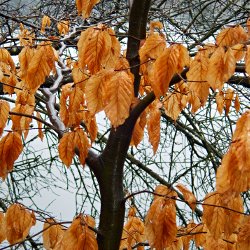 Verdorrtes Laub am Baum
