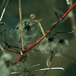 Clematis und roter Zweig