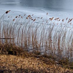 Eiskreis – gefrorener Rotsee