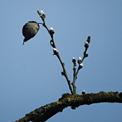 Die ersten Knospen öffnen sich.