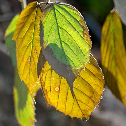 Brombeerblätter im Gegenlicht