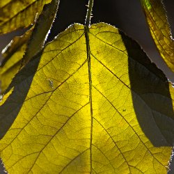 Brombeerblatt im Gegenlicht