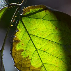 Brombeerblatt im Gegenlicht