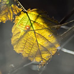 Brombeerblatt im Gegenlicht