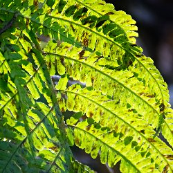 Farn im Gegenlicht