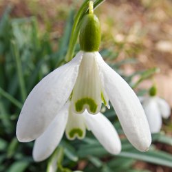 Blüte Schneeglöckchen seitlich