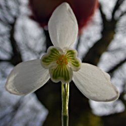 Schneeglöckchen von unten mit Blüte