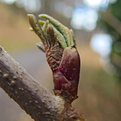 Knospe Brombeere offen
