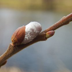 Knospe Weide offen
