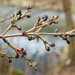 Knospe Liguster