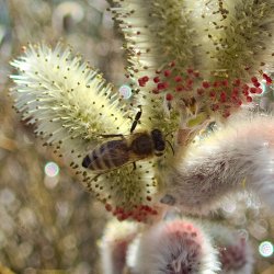 Biene auf Weidenblüte