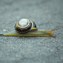 Schwarzmündige Bänderschnecke kriecht über den asphaltierten Weg