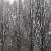 Bäume im Schneefall