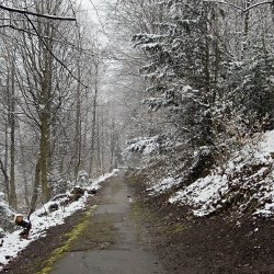 einsamer Waldweg