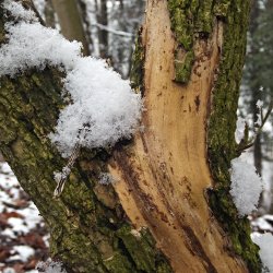 Schnee auf Baumstamm