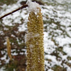 Haselkätzchen im Schnee